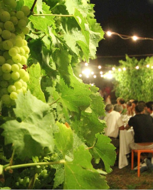 Cena in vigna nel Chianti. Sotto le stelle tra sapori, vino e musica Cena in vigna nel Chianti. Sotto le stelle tra sapori, vino e musica
